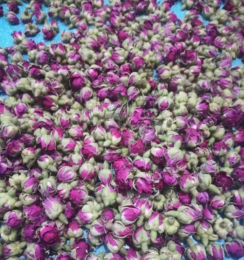 和田玫瑰花的品种特点是什么？