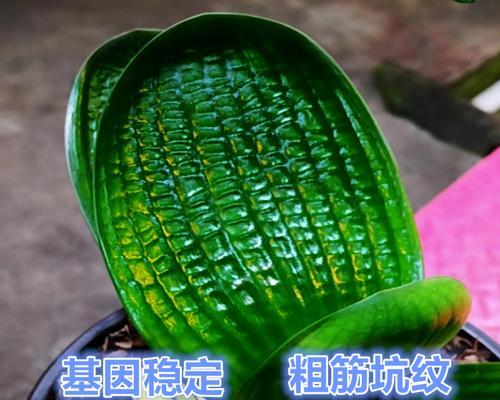 君子兰水晶的养护方法是什么？管理上应注意哪些问题？