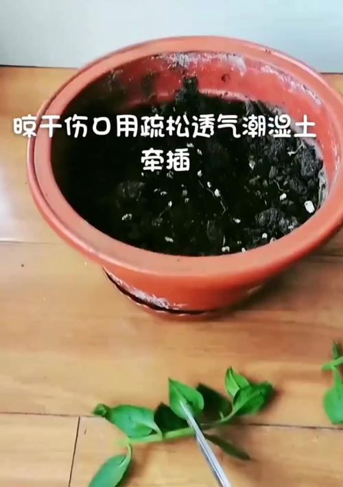 牡丹花插枝成活的秘诀是什么？