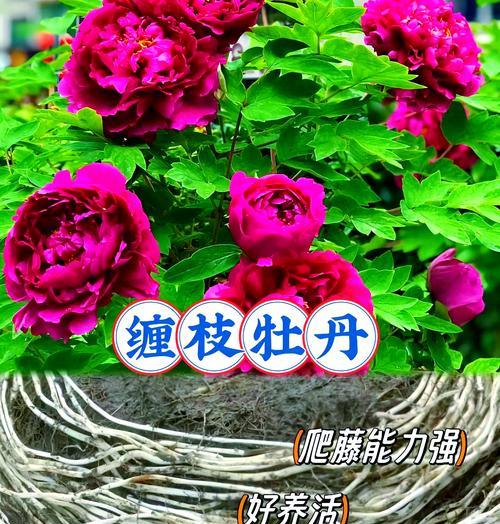 牡丹花插枝成活的秘诀是什么？