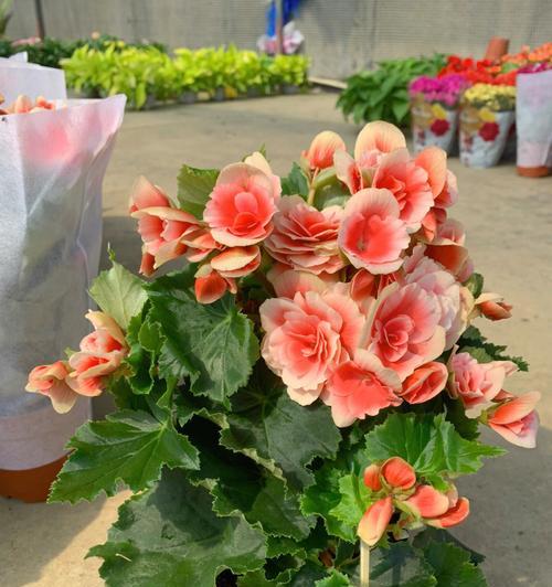 落日欣花代表什么？它的花语和寓意有何深意？