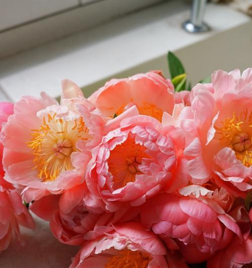 落日欣花代表什么？它的花语和寓意有何深意？