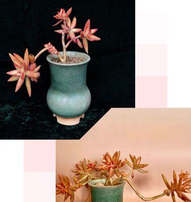 落日欣花代表什么？它的花语和寓意有何深意？
