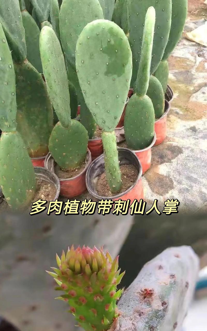 土仙人掌盆栽养护技巧？土仙人掌好养吗？