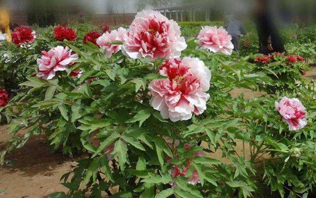 牡丹花院子里种植什么品种最佳？如何进行养护？