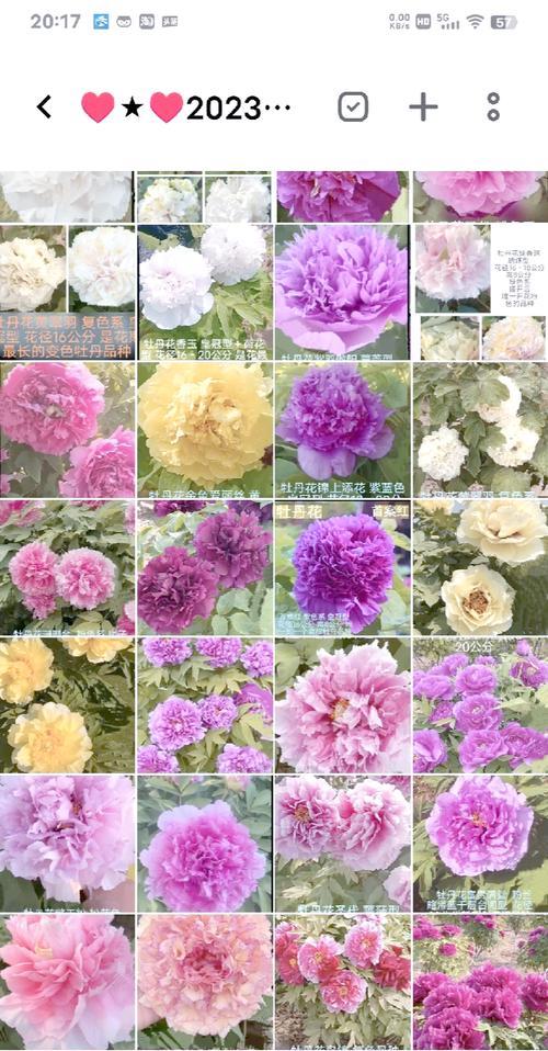 牡丹花院子里种植什么品种最佳？如何进行养护？