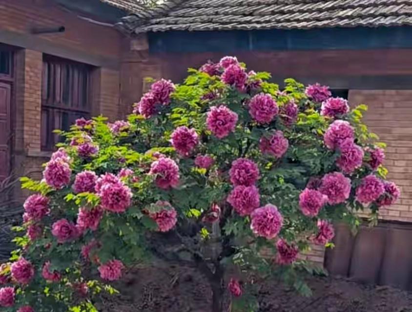 牡丹花院子里种植什么品种最佳？如何进行养护？