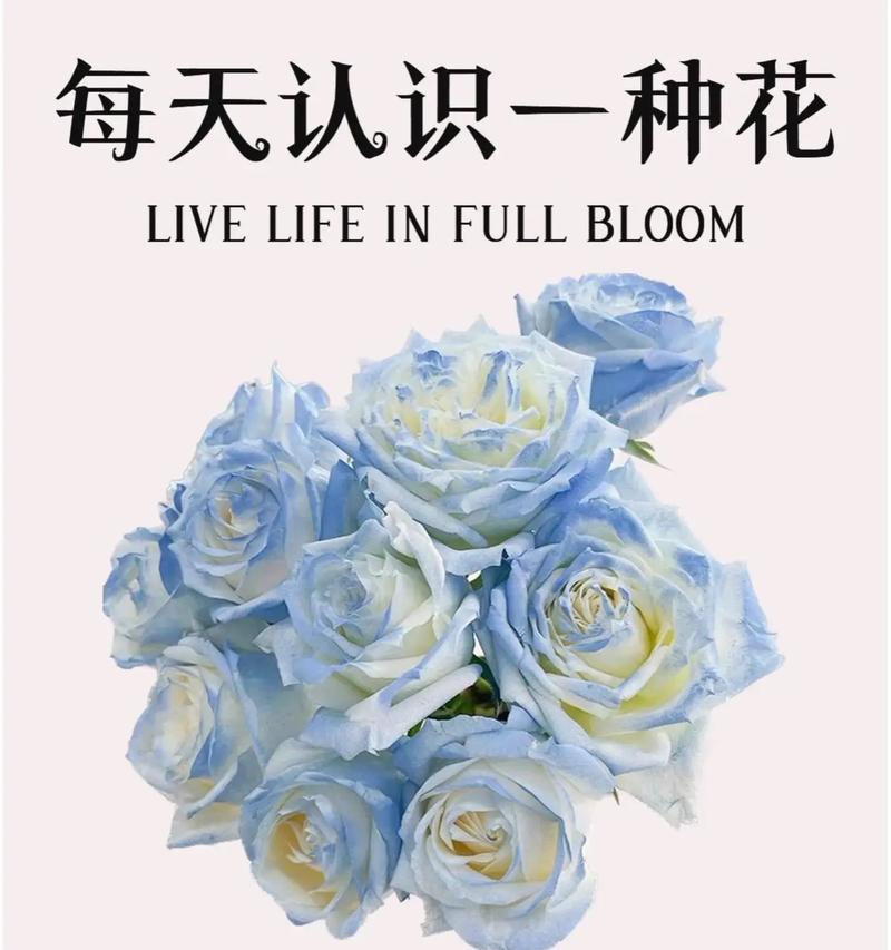 蓝玫瑰与洋桔梗的组合花语有何深意？