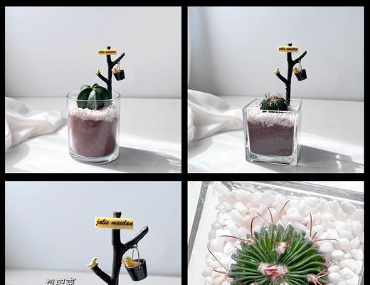 仙人球落地根茎植物有哪些特点？如何识别？