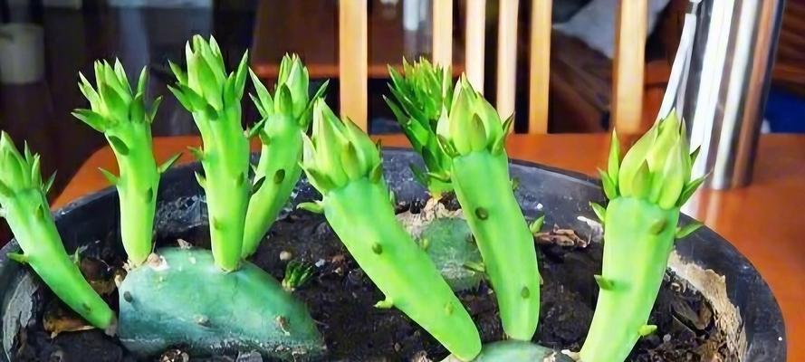 阳台种植仙人掌有哪些技巧？如何保证其健康成长？