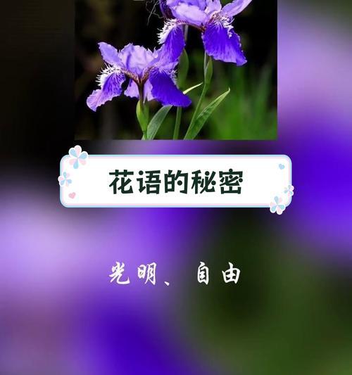 花语是如何赋予意义的？花语背后的文化含义是什么？