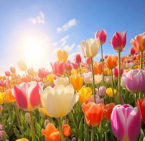 郁金香的花语有哪些特别含义？