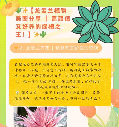 龙舌兰的花语寓意有何深意？