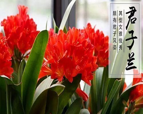 君子兰盆栽专用肥料的正确使用方法是什么？有哪些注意事项？
