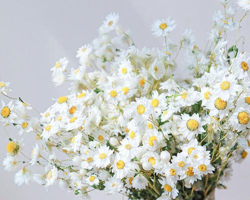 小牡丹花干花的养护管理技巧是什么？