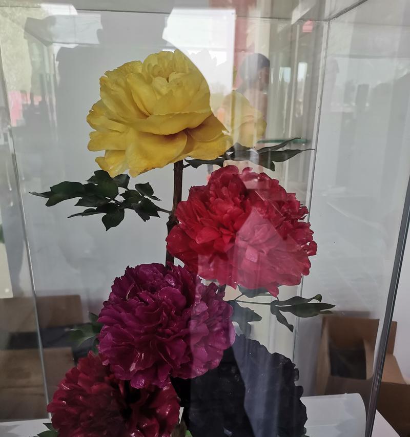 小牡丹花干花的养护管理技巧是什么？