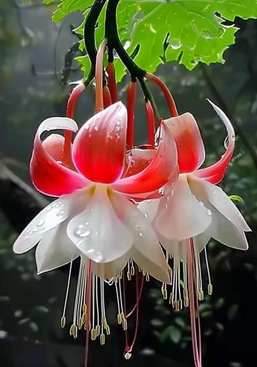 灯笼花花语是什么？灯笼花代表什么？