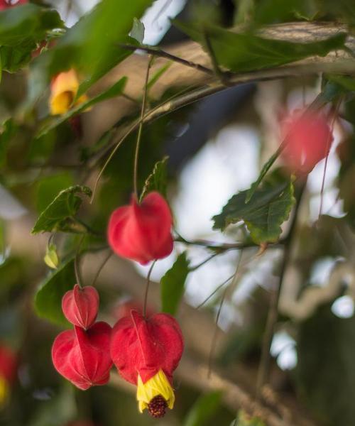 灯笼花花语是什么？灯笼花代表什么？