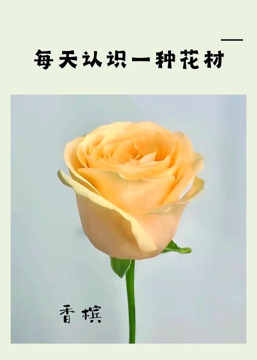 肉色香槟玫瑰的花语有何特别之处？