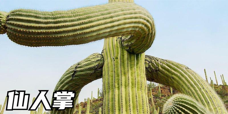 仙人掌刺过长时的养护和保养方法是什么？