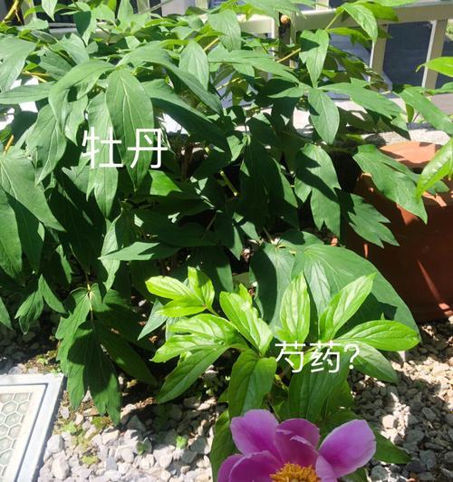 牡丹花长花苞施什么肥？施肥的正确方法是什么？