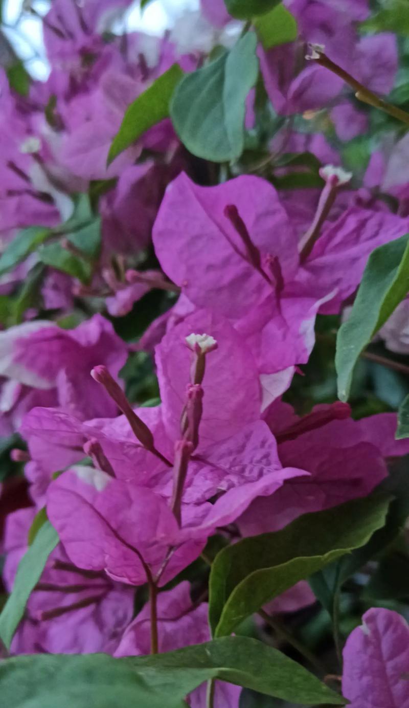 牡丹花长花苞施什么肥？施肥的正确方法是什么？
