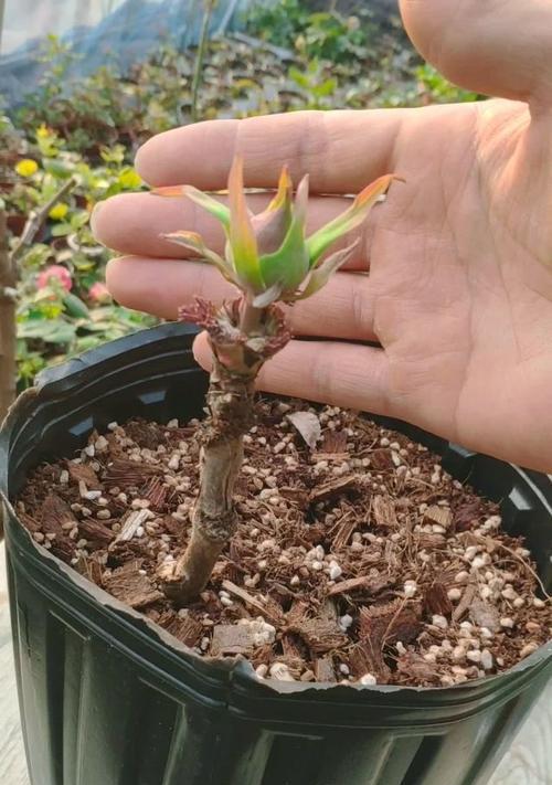 牡丹花长花苞施什么肥？施肥的正确方法是什么？