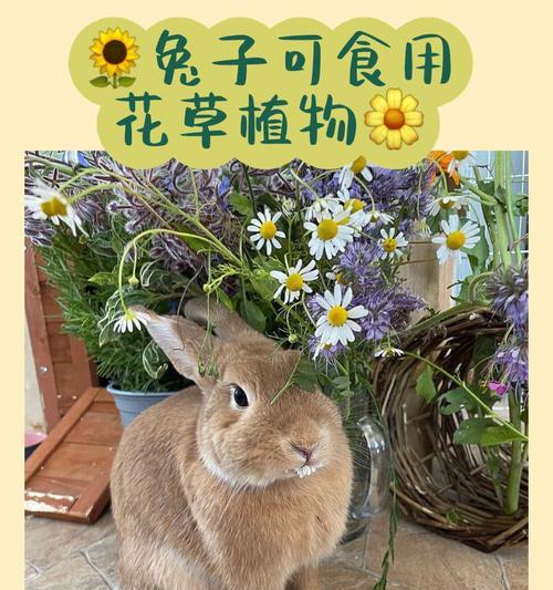 小兔子永恒花语代表了什么？
