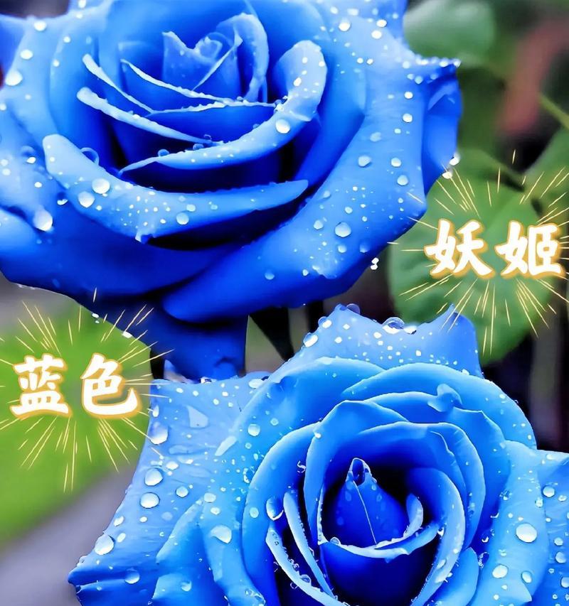 哪种蓝玫瑰花毒性最强？