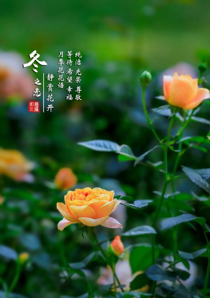 等待你的花语是属于哪种花？