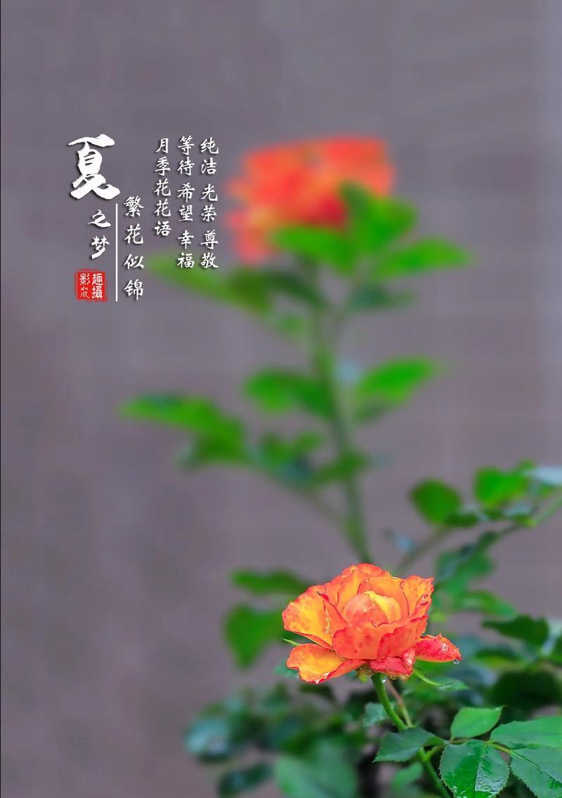 等待你的花语是属于哪种花？