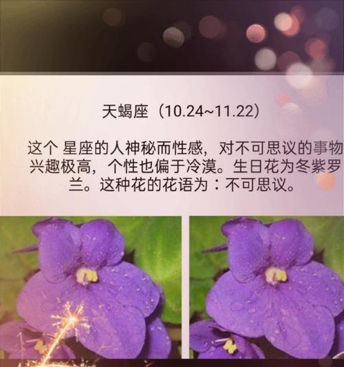紫罗花的花语和含义是什么？这种花的特殊意义是什么？