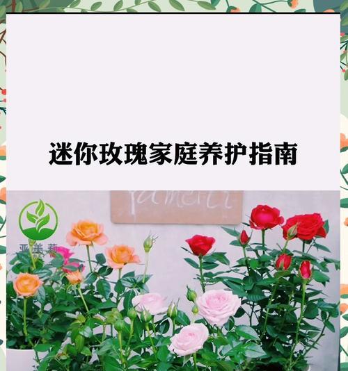 如何养出香味浓郁的玫瑰花？