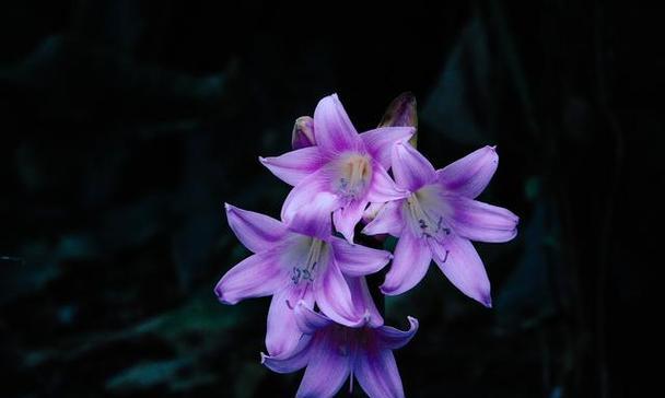 紫罗花的花语和含义是什么？这种花的特殊意义是什么？