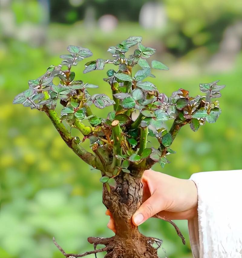 玫瑰花妈妈的养护方法是什么？如何照顾玫瑰花的幼苗？