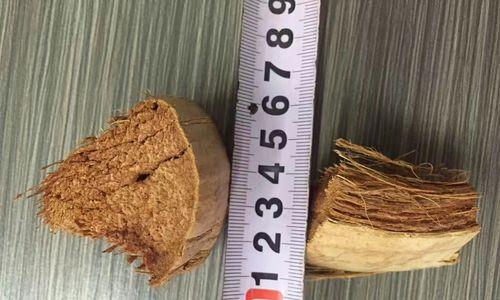 用纯椰糠养君子兰可行吗？