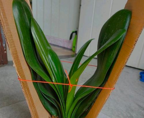 用纯椰糠养君子兰可行吗？
