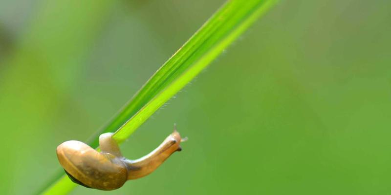 栗子抱抱熊花语代表了哪种动物？它有何寓意？