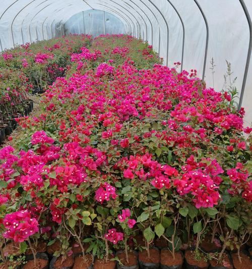 玫瑰花桩种植技巧是什么？如何保持花圃美观？