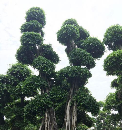玫瑰花桩种植技巧是什么？如何保持花圃美观？