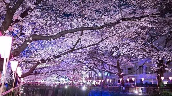 樱花语意思是什么？樱花在不同文化中代表了什么？