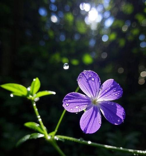 晨露中花语的寓意是什么？
