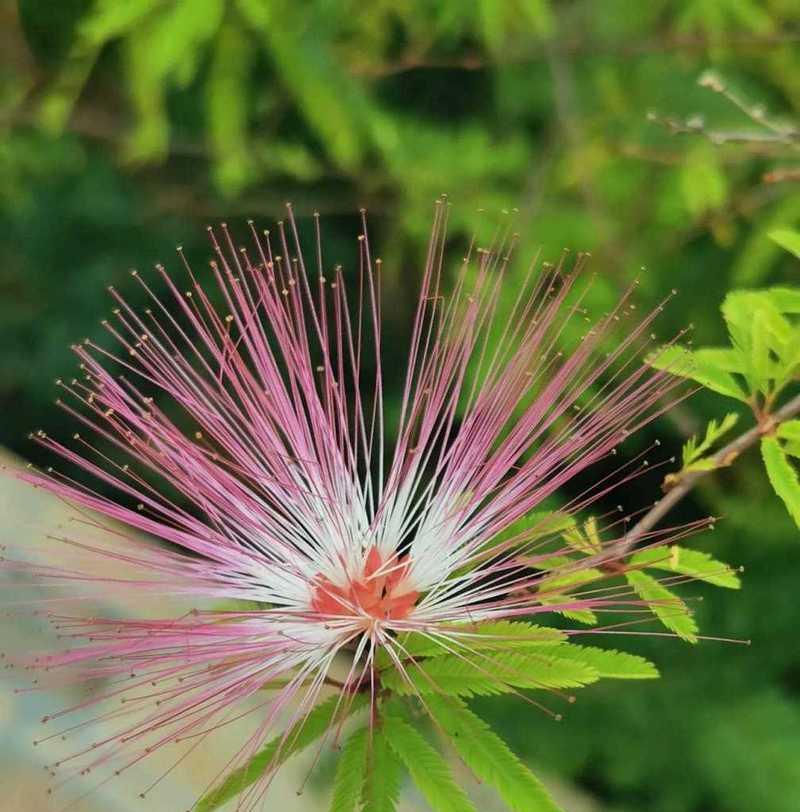 合欢花树的花语寓意是什么？它象征着什么？