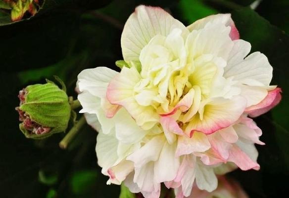 冷傲美艳的花语有哪些？冷傲美艳的花代表什么？