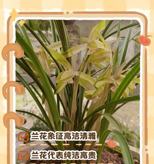 兰花的花语含义代表什么？