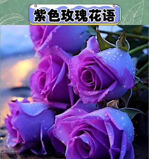 紫玫瑰的花语代表了什么情感？