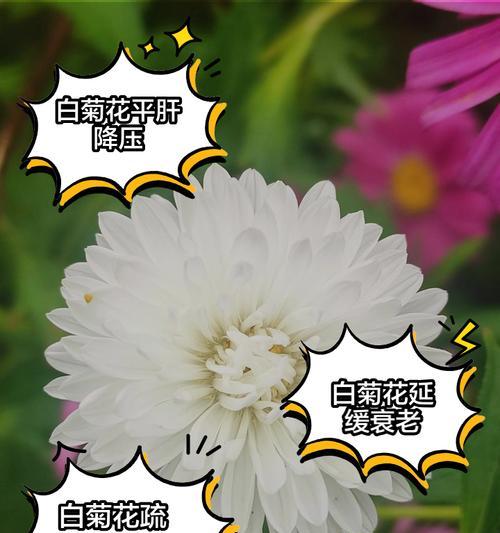白菊的寓意和花语有何特别含义？