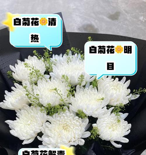 白菊的寓意和花语有何特别含义？