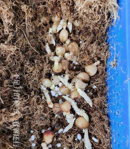 君子兰种子如何使用水苔进行施肥？水苔施肥对君子兰种子有何影响？