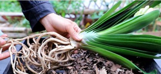 君子兰种子如何使用水苔进行施肥？水苔施肥对君子兰种子有何影响？